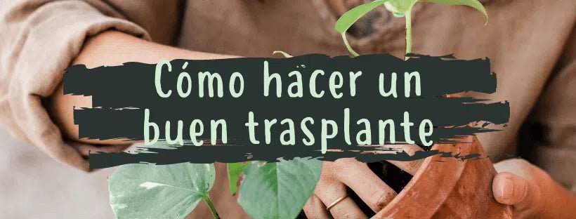 Como Fazer Um Bom Transplante Para a Minha Planta