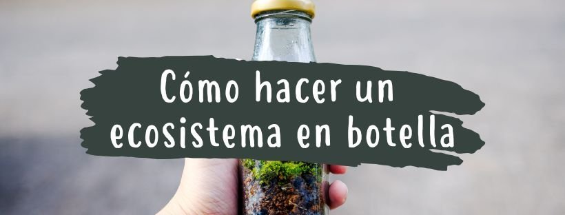 Como Fazer Um Ecossistema Numa Garrafa