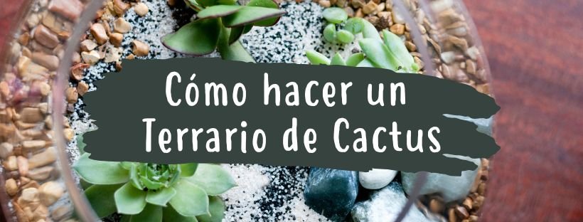 Como Fazer Um Terrário de Cactos e Suculentas