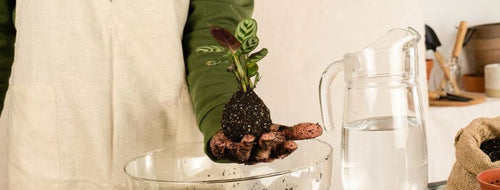 Como Fazer uma Kokedama em Casa