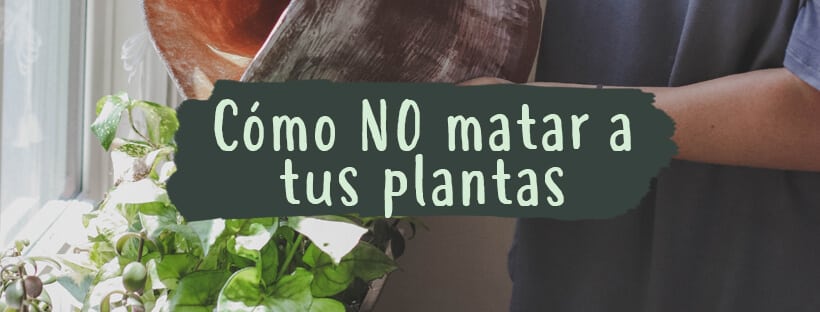 Como Não Matar As Suas Plantas De Interior E Exterior