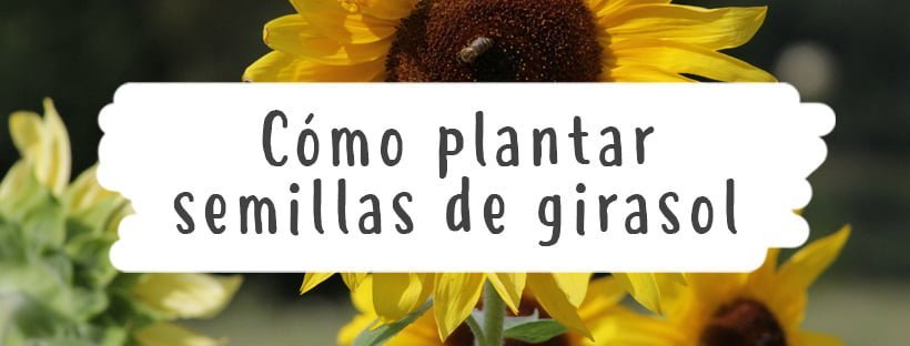Como Plantar Sementes De Girassol