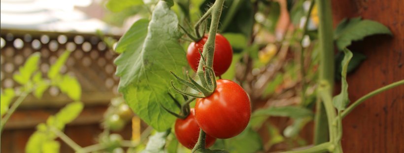 Como Plantar Tomates Cherry (Passo A Passo)