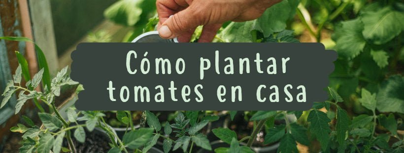 Como Plantar Tomates Em Casa (Passo A Passo)