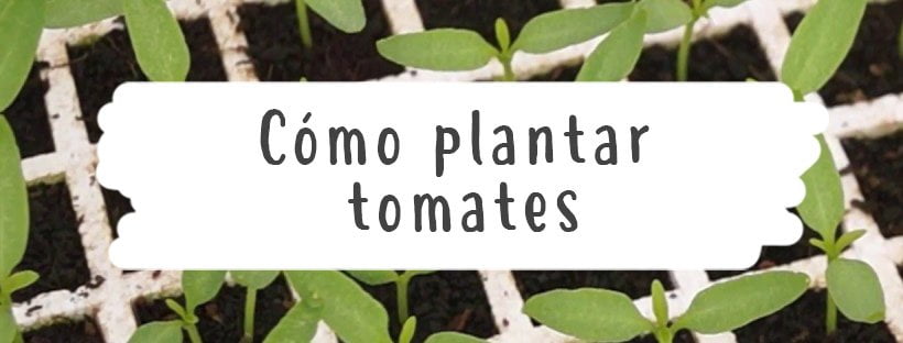 Como Plantar Tomates (Guia Completo)