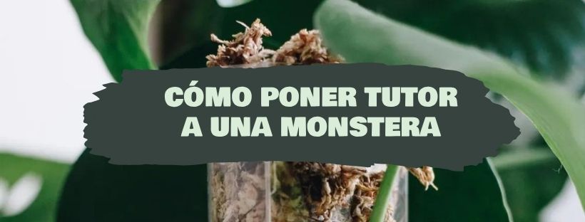Como Colocar Um Tutor Numa Monstera