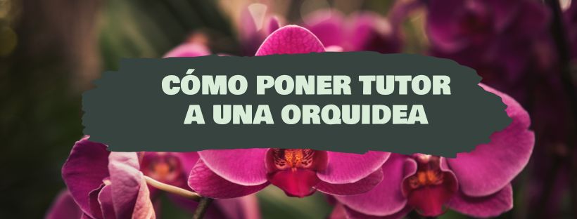 Como Tutorar Uma Orquídea