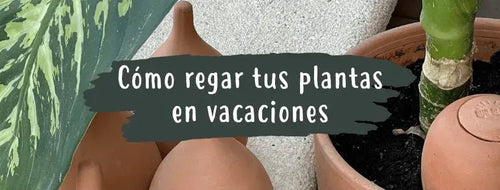 Como Regar as Plantas nas Férias