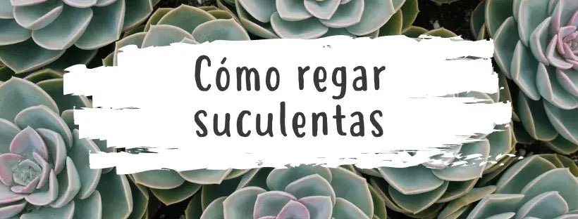 Como Regar as Suculentas Corretamente