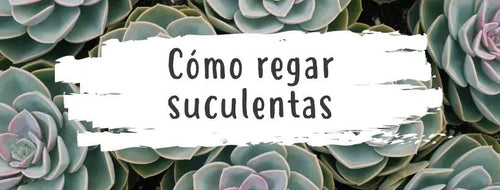 Como Regar as Suculentas Corretamente