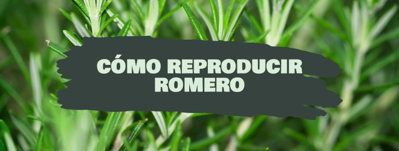 Como Reproduzir Alecrim Por Estacas