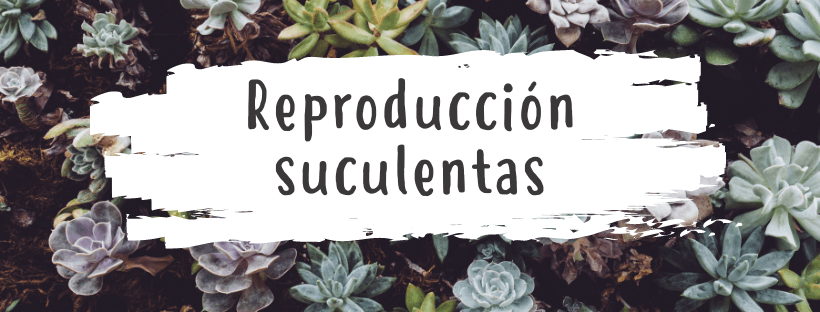 Como Reproduzir Uma Planta Suculenta