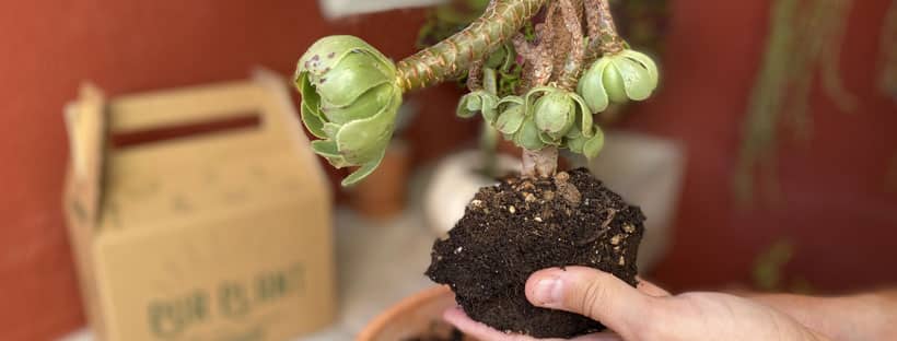Como Salvar as Suas Plantas Depois do Verão