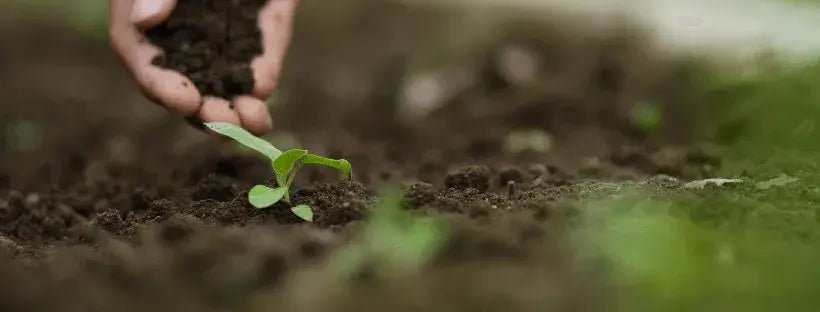 Como Ter Um Solo Vivo