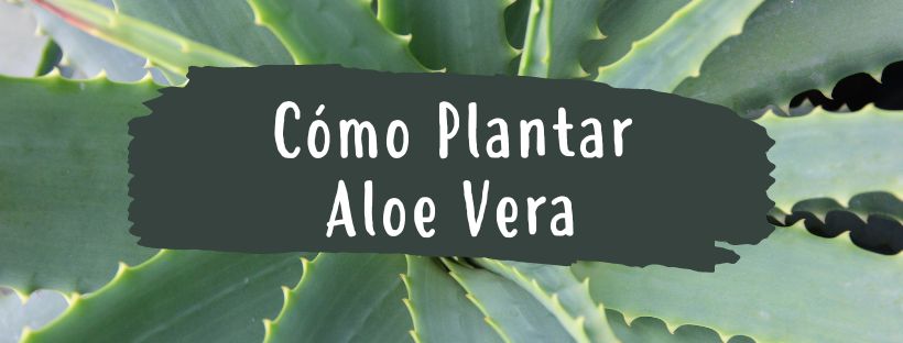 Como e Quando Plantar Aloé Vera