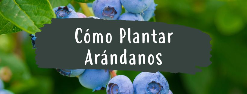 Como e Quando Plantar Mirtilos