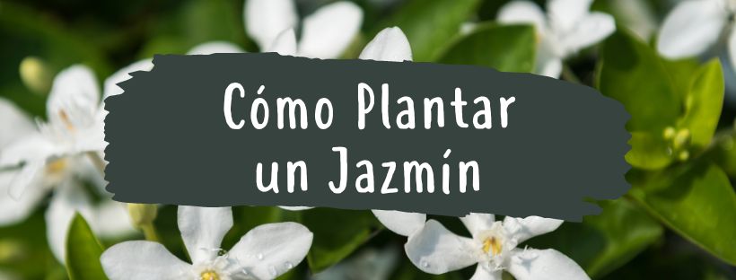 Como e Quando Plantar Jasmim
