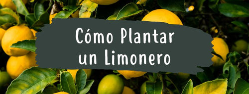 Como e Quando Plantar Limoeiro