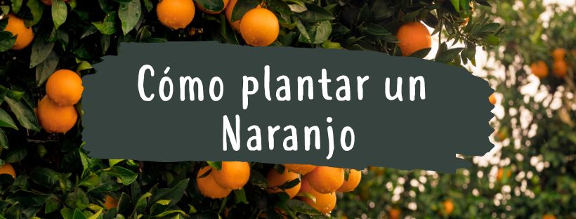 Como E Quando Plantar Laranjeira