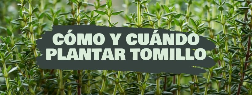 Como e Quando Plantar Tomilho