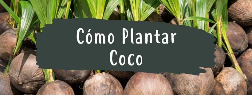 Como e Quando Plantar um Coqueiro