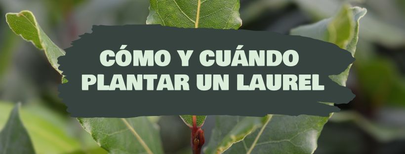 Como E Quando Plantar Um Loureiro