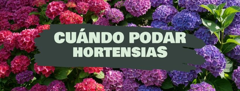 Como E Quando Podar Hortênsias