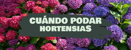 Como E Quando Podar Hortênsias