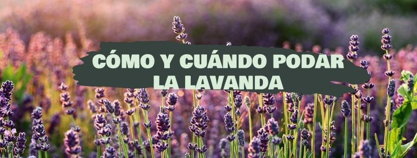 Como e Quando Podar a Lavanda