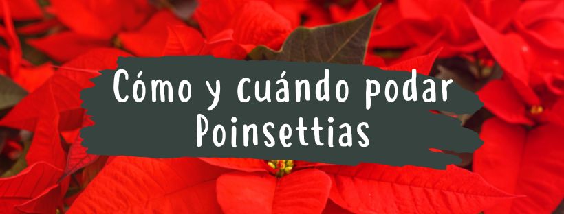 Como e Quando Podar Poinsettias