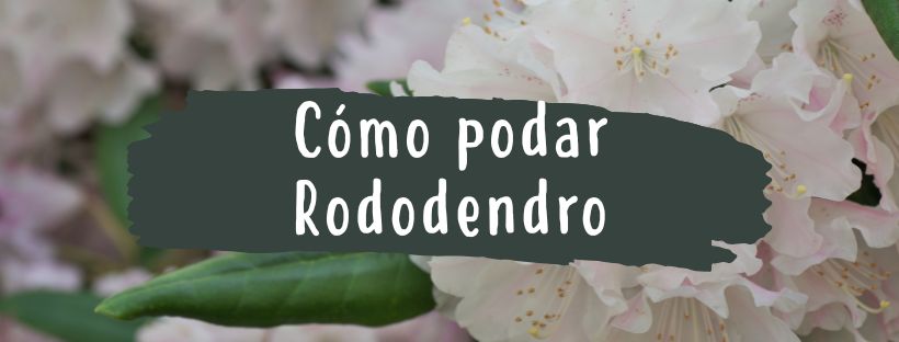 Como e Quando Podar Rododendros