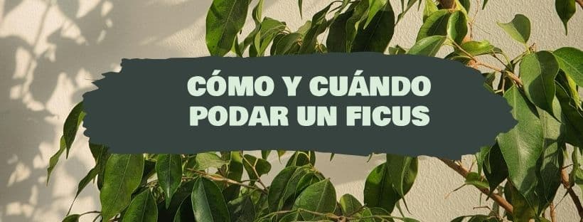 Como e quando podar um Fícus