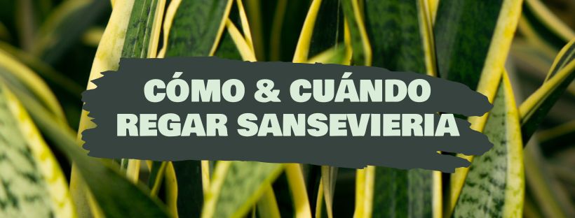 Como e Quando Regar uma Sansevieria
