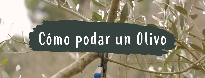 Como E Quando Podar Uma Oliveira