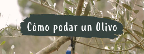 Como E Quando Podar Uma Oliveira