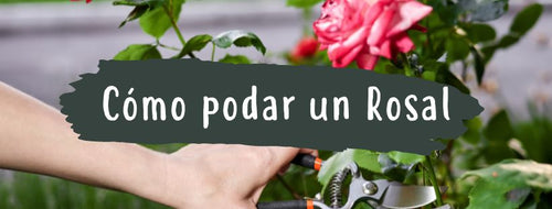 Como e Quando Podar Uma Roseira