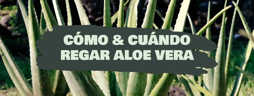 Como e Quando Transplantar Aloe Vera