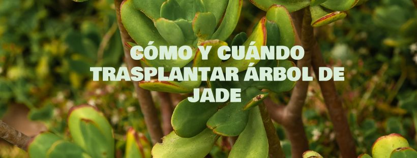 Como e Quando Transplantar a Planta Jade