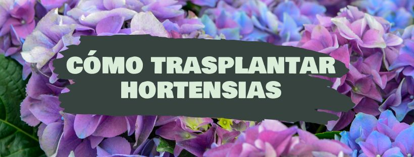 Como e Quando Transplantar Hortênsias