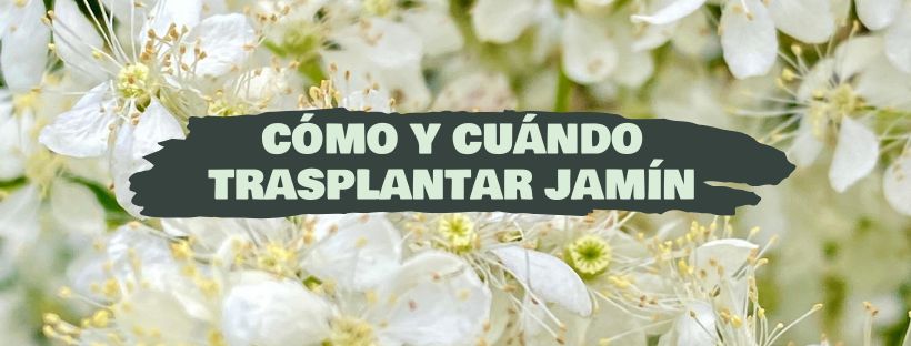 Como e Quando Transplantar Jasmim