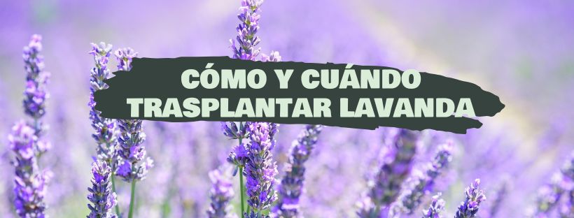 Como e Quando Transplantar Lavanda