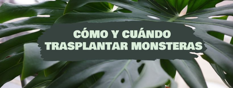 Como E Quando Transplantar Monsteras
