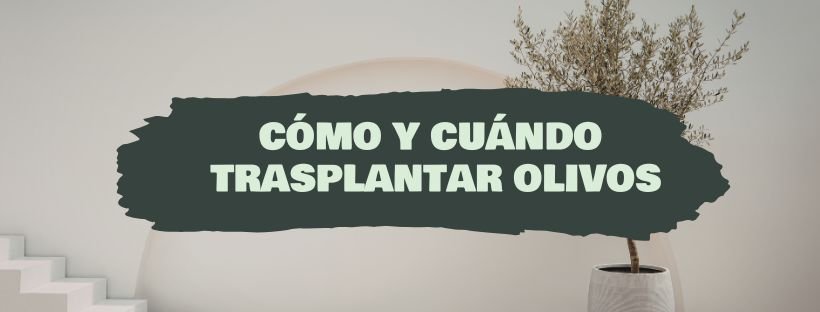 Como E Quando Transplantar Oliveiras