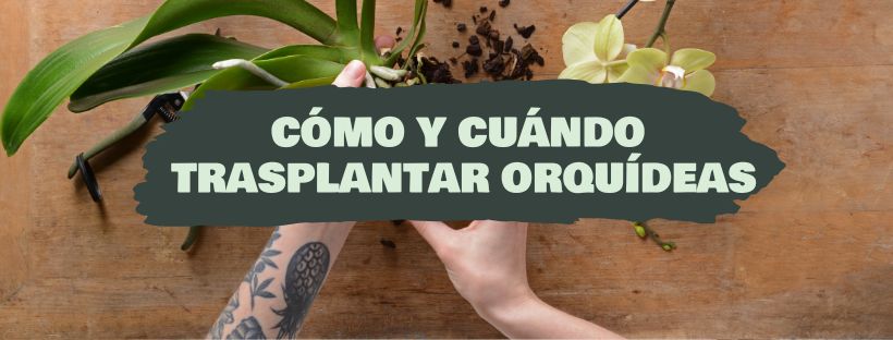Como E Quando Transplantar Orquídeas