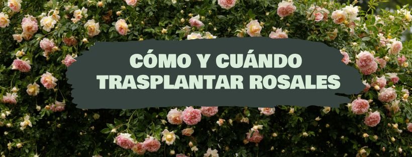 Como e Quando Transplantar Roseiras