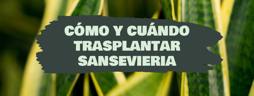 Como e Quando Transplantar Sansevieria