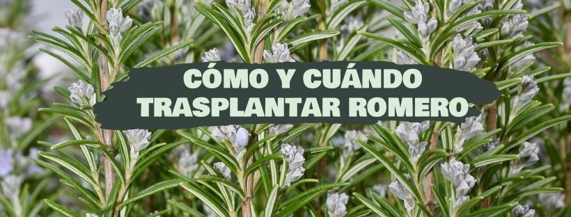 Como e quando transplantar um rosmaninho