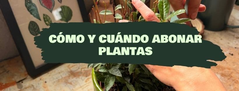 Como e quando fertilizar plantas