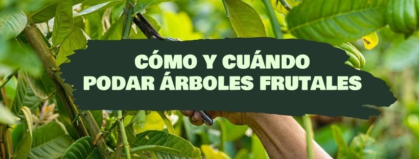 Como e quando podar Árvores de Fruto