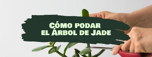 Como e Quando Podar Uma Árvore-da-Felicidade